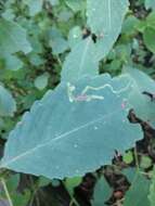 Image of Jewelweed Leafminer