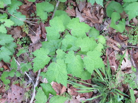 Image of Appalachian bugbane