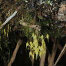 Imagem de Trichosalpinx multicuspidata (Rchb. fil.) Luer