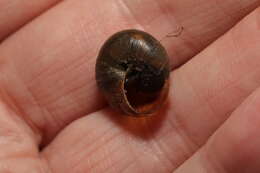 Image of Kentish gardensnail