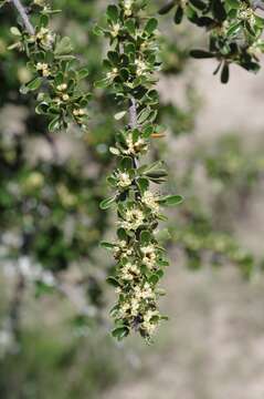 Image of Gymnosporia capitata (E. Mey. ex Sond.) Sim