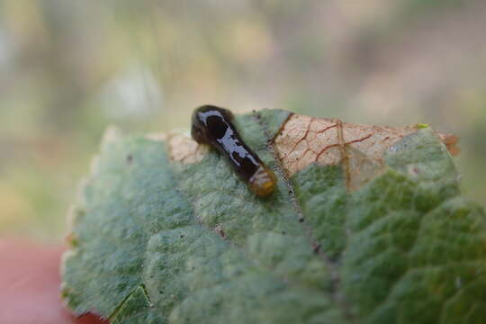 Image of Cherry slug