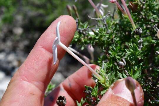 Plancia ëd Bouvardia erecta (DC.) Standl.