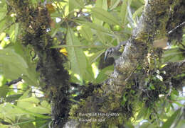 Image of Eungella Honeyeater