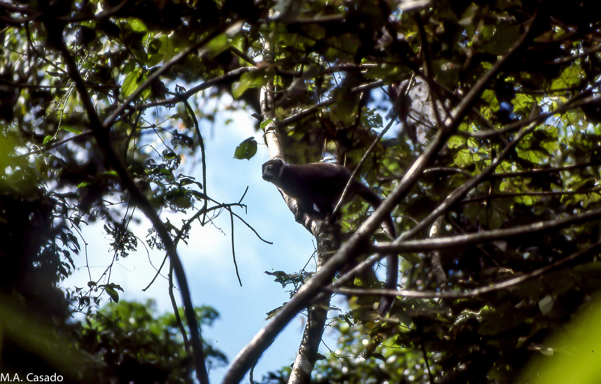 Image of Crowned Lemur