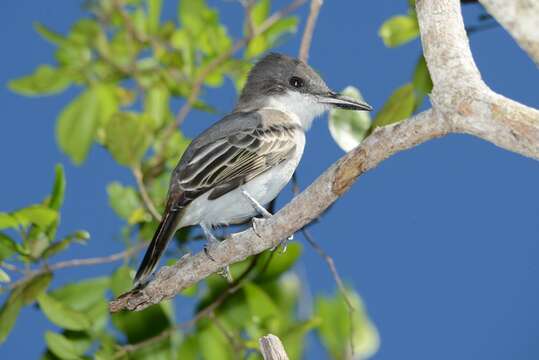 Image of Loggerhead Kingbird