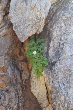 Image of Oxalis hirsutibulba Dreyer, Roets & Oberl.