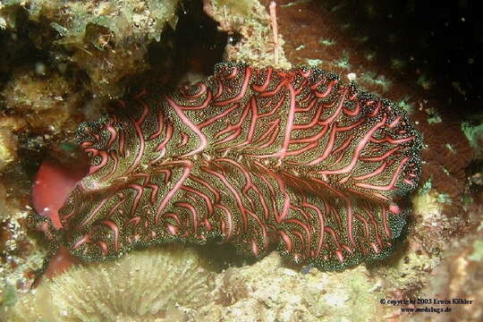 Image of Elegant flatworm