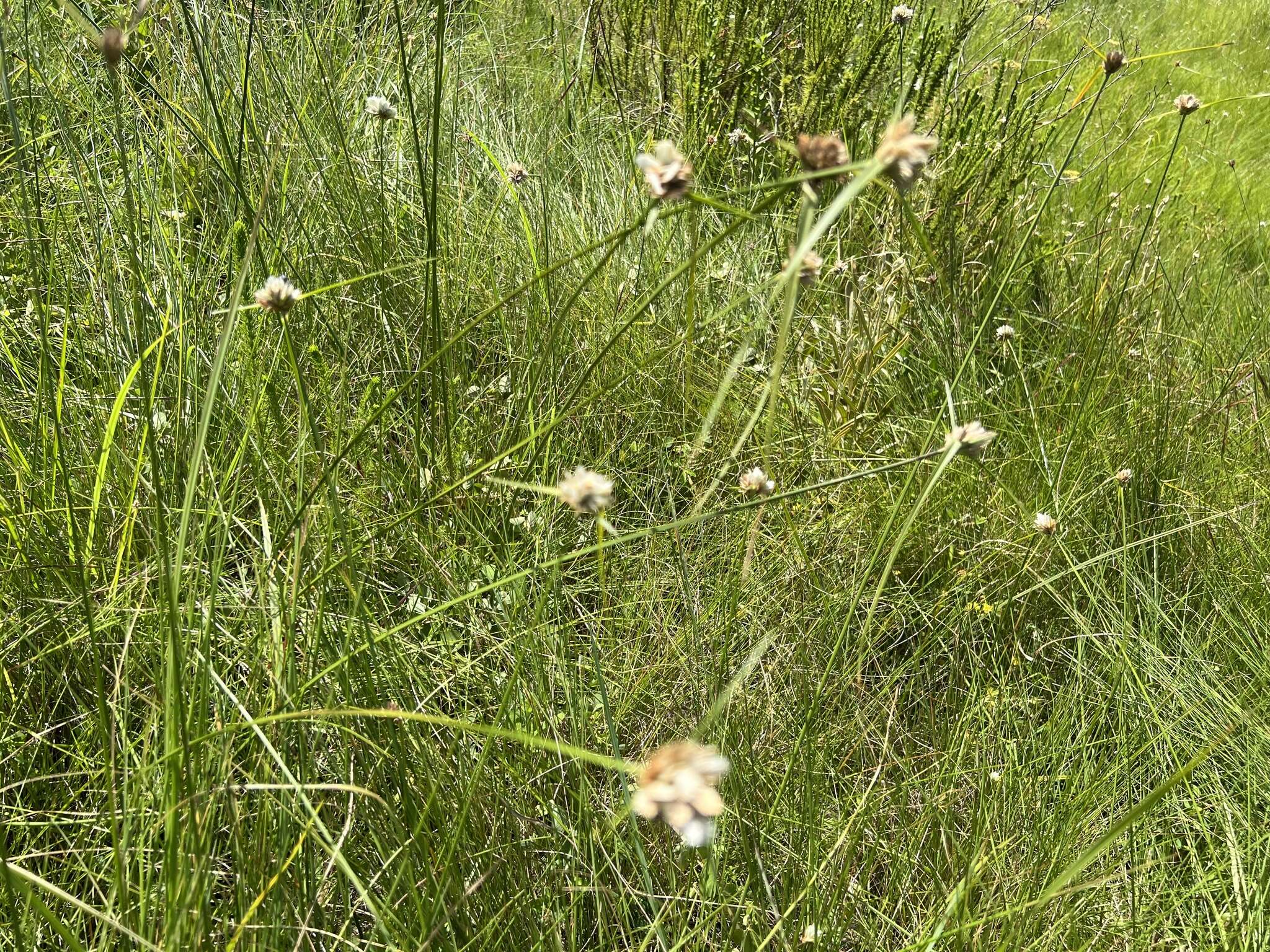 Image of Cyperus niveus Retz.