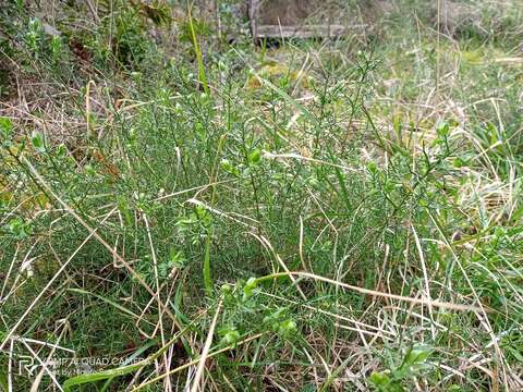 Image of Genista hispanica L.