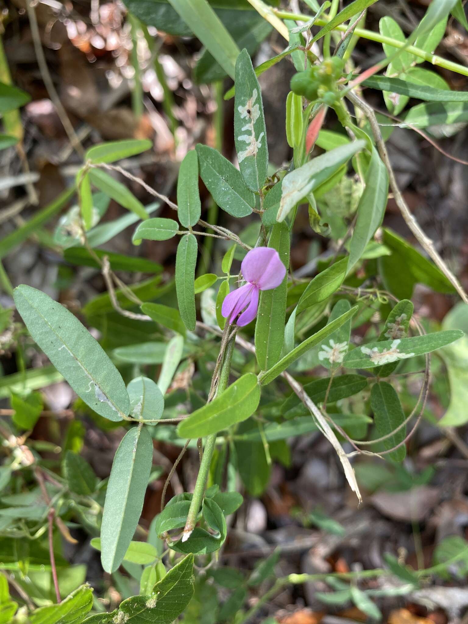 Image of downy milkpea