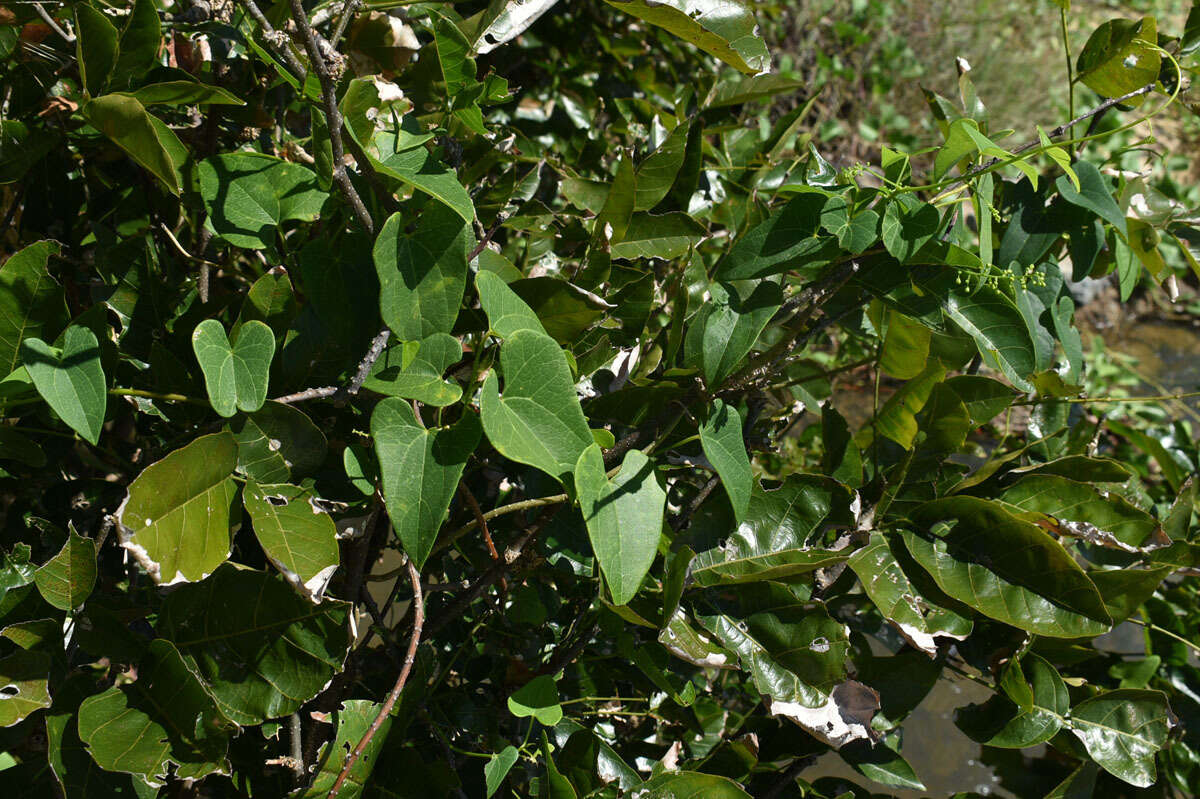 Image of Tinospora smilacina Benth.