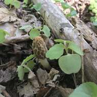 Image of Morchella diminutiva M. Kuo, Dewsbury, Moncalvo & S. L. Stephenson 2013