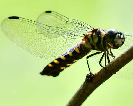 Image of Lyriothemis elegantissima Selys 1883