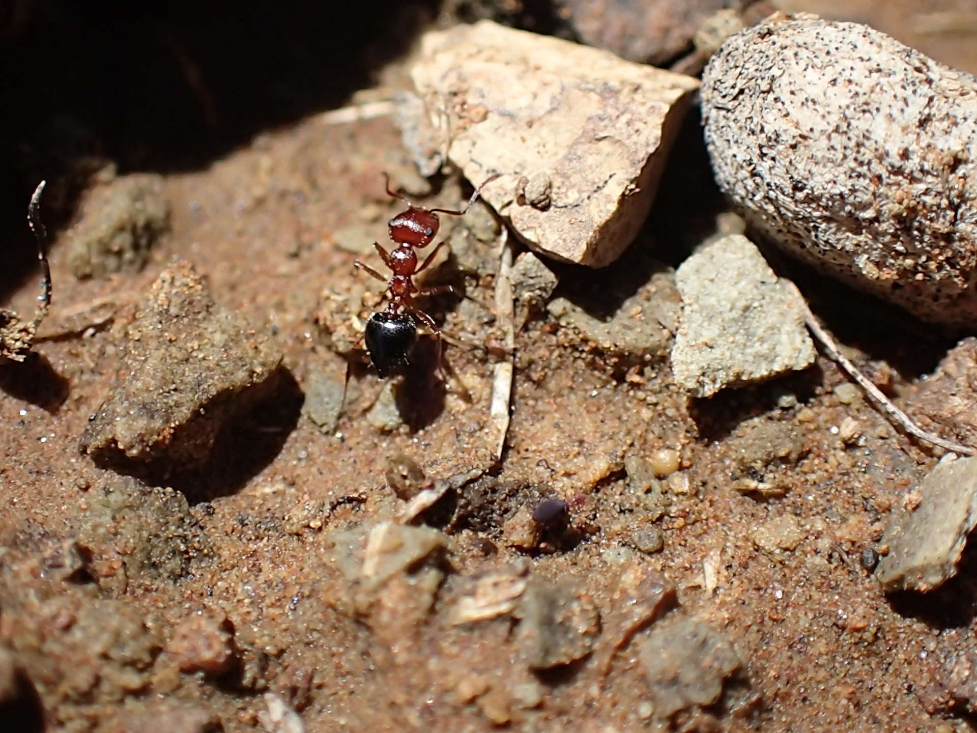 Image of Crematogaster melanogaster Emery 1895