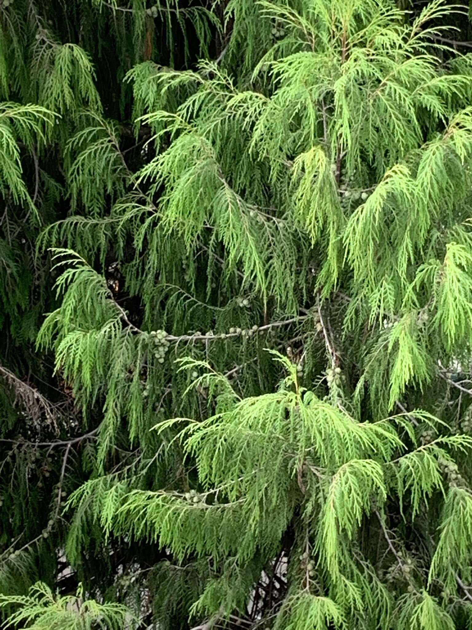 Image of Himalayan Cypress