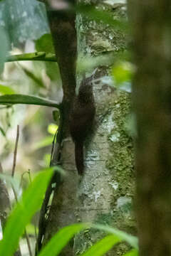 Image of Elegant Woodcreeper