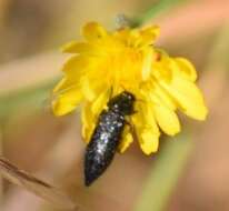 Imagem de Acmaeodera crinita melanosoma Lucas 1844