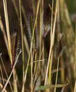 Image de Dichanthium sericeum subsp. sericeum