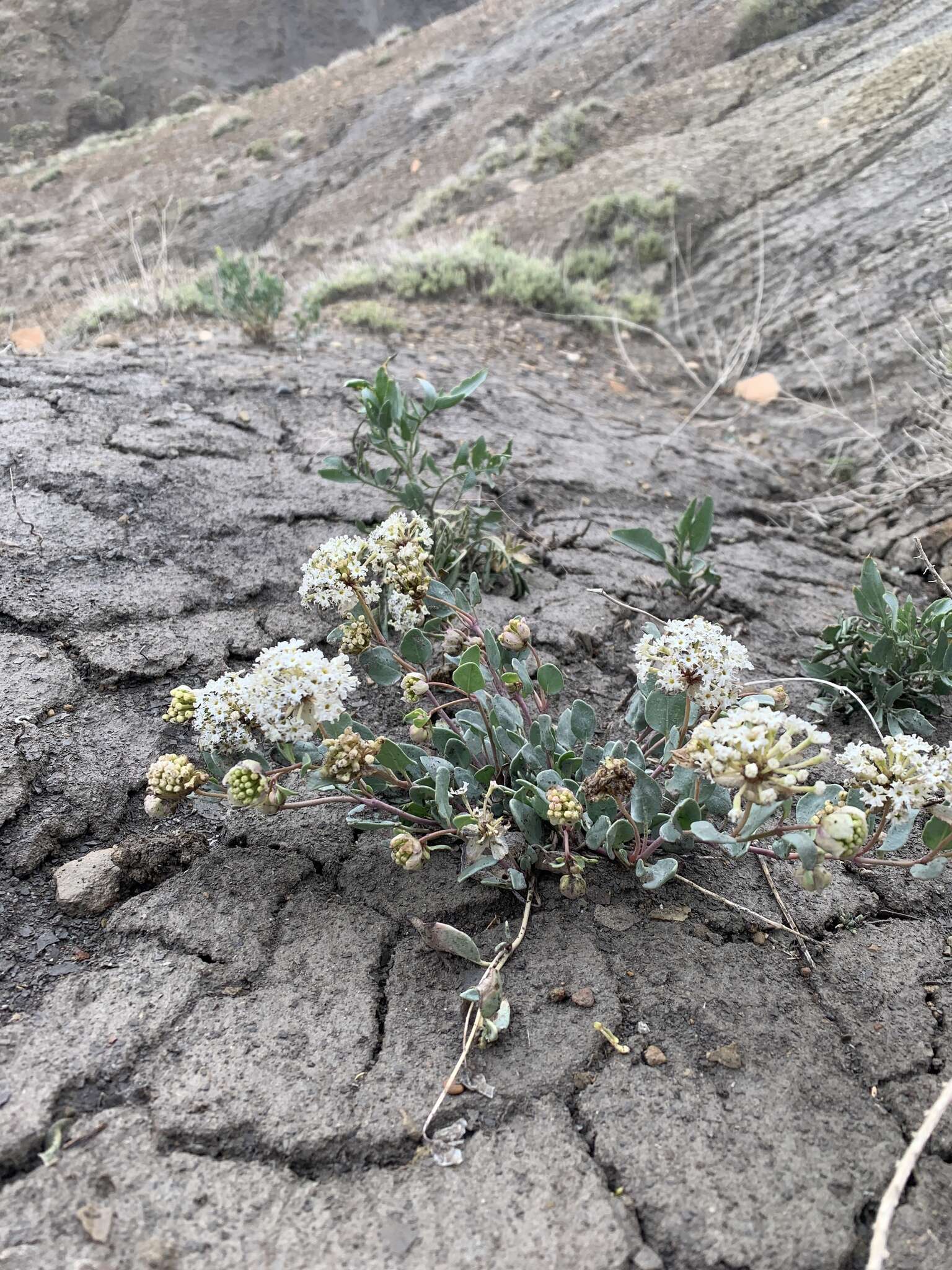 Image of clay sand verbena