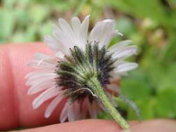 Imagem de Erigeron melanocephalus (A. Nels.) A. Nels.