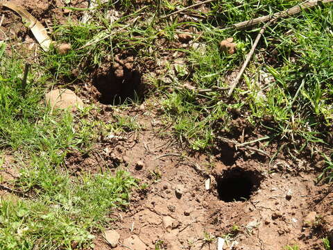 Image of Guenther’s Vole