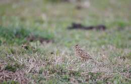 Image of Oriental Skylark