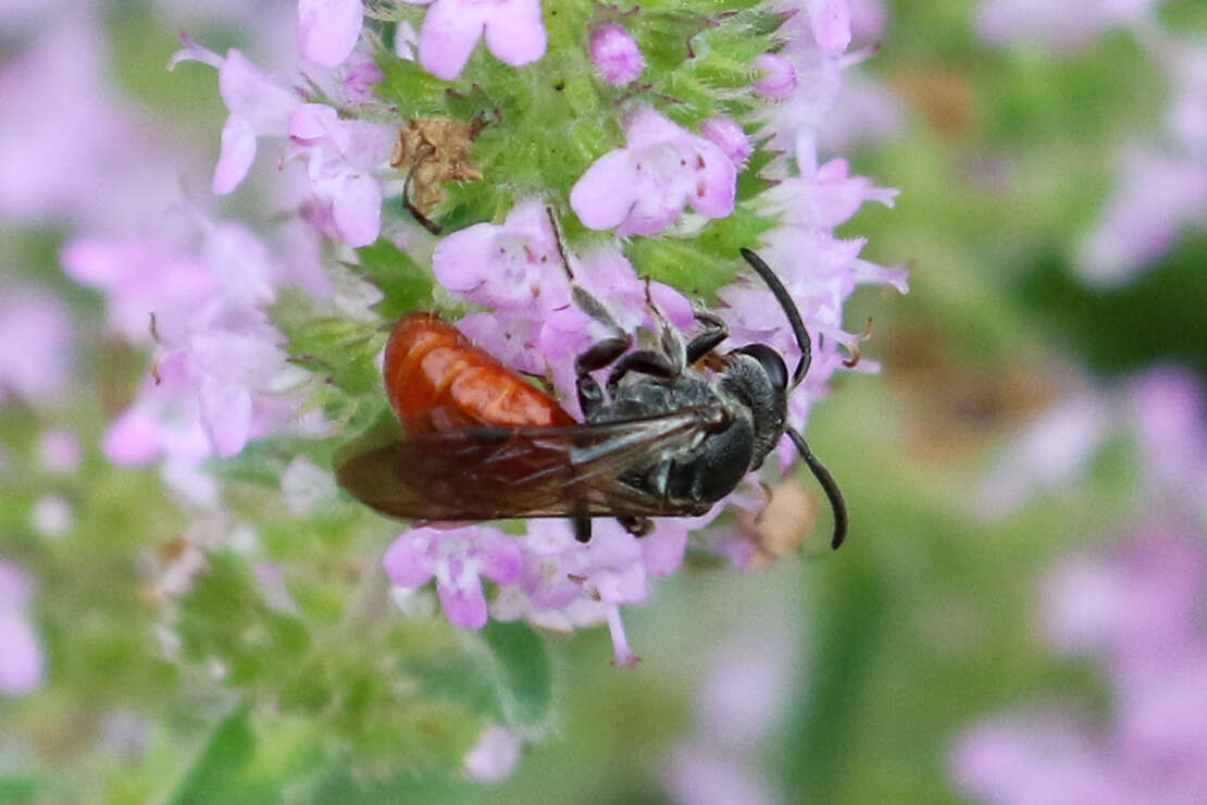 Image of Sphecodes ranunculi Robertson 1897