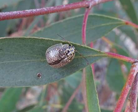 صورة <i>Paropsisterna decolorata</i>