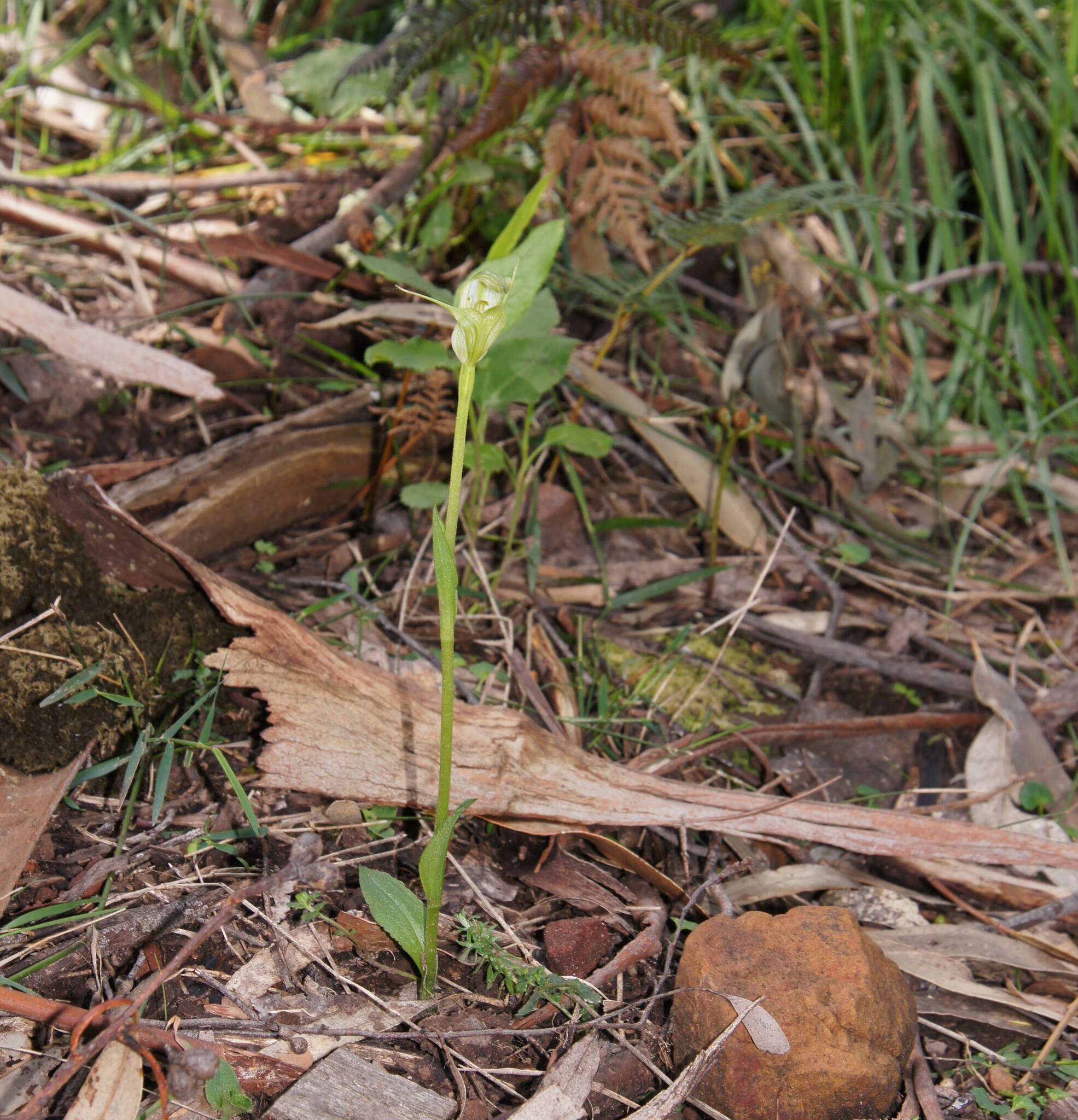 Image of Alpine greenhood