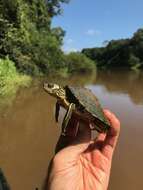 Image of Escambia Map Turtle