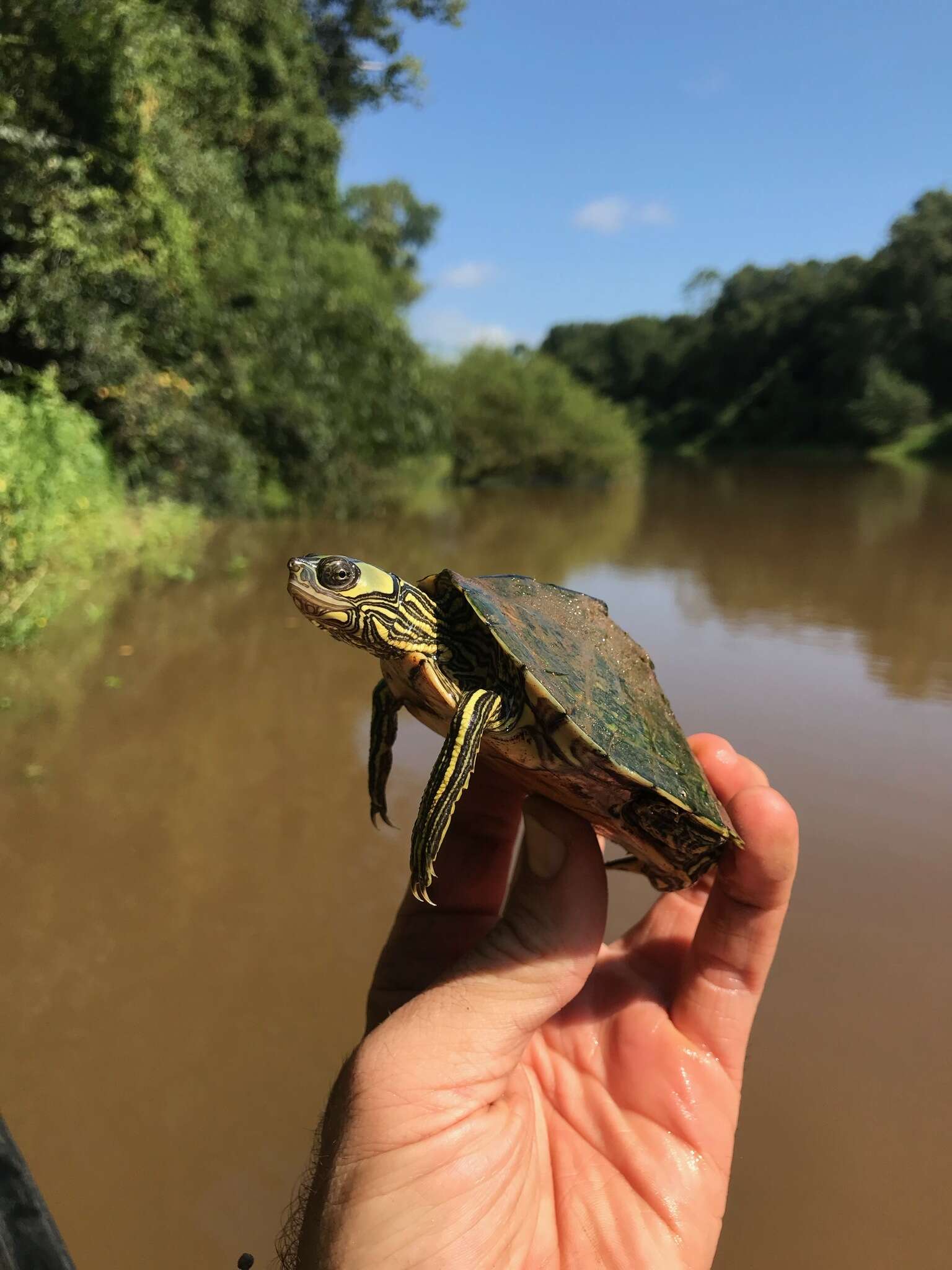 Image of Escambia Map Turtle