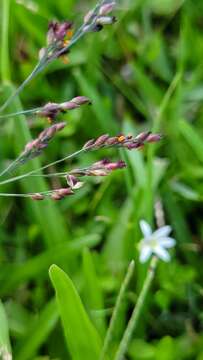 Image of Panicum aquaticum Poir.