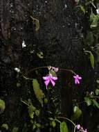 Image of Impatiens acaulis Arn.