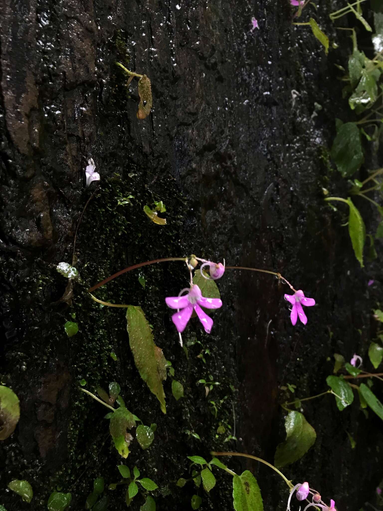 Impatiens acaulis Arn. resmi