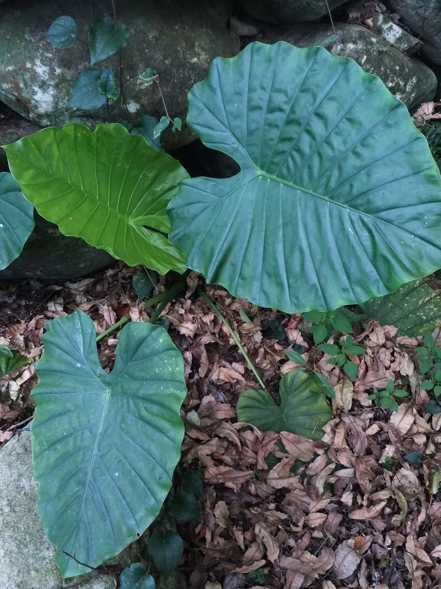 Alocasia odora (G. Lodd.) Spach resmi