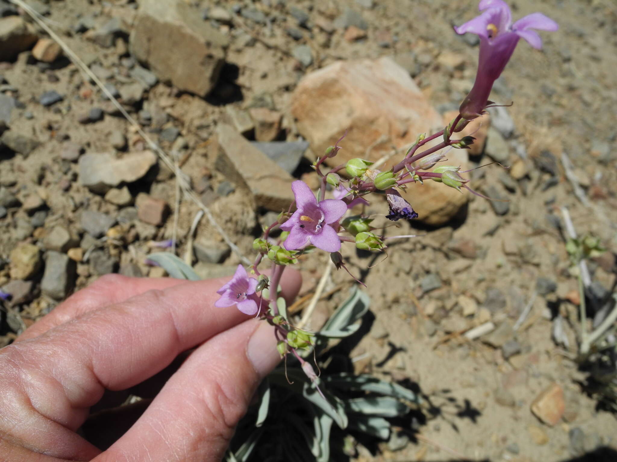 Image of Lone Pine beardtongue