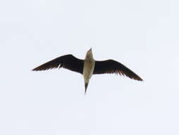 Image of Black-winged Pratincole