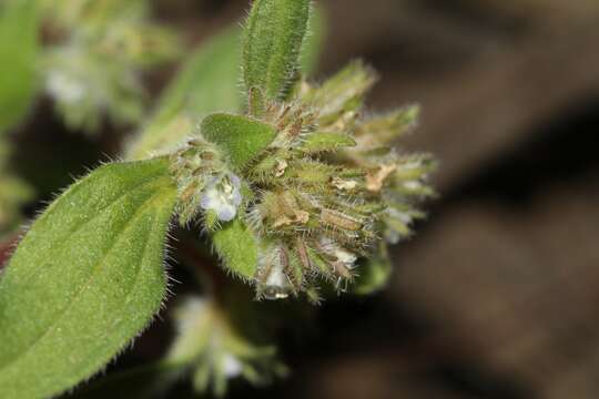 Image of hidden phacelia