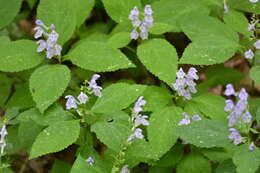 Image of showy skullcap