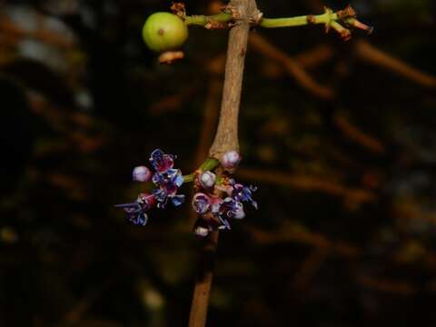 Image of Memecylon umbellatum Burm. fil.