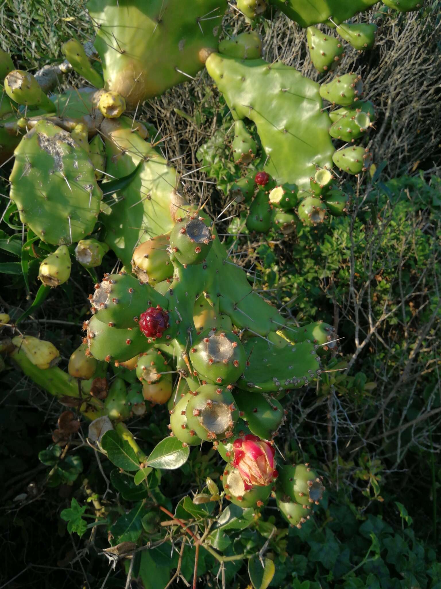 Image of Common Pricklypear