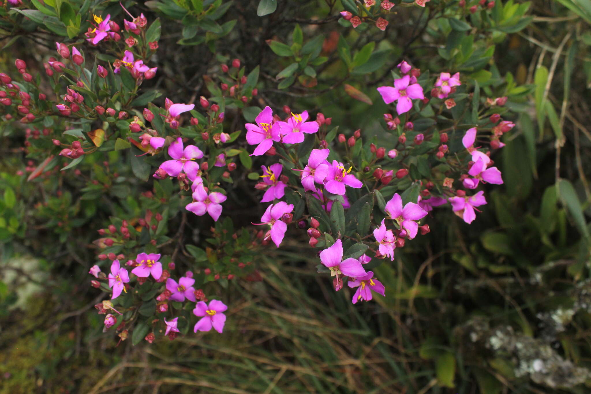 Слика од Bucquetia glutinosa (L. fil.) DC.