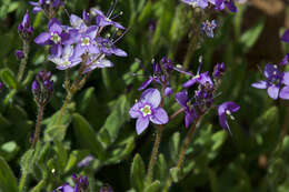 Image of Copeland's speedwell