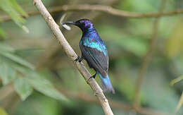 Image of Splendid Sunbird