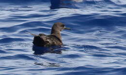 Image of Christmas Shearwater