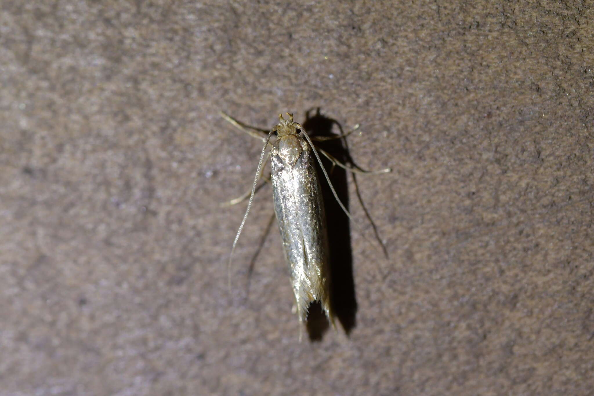 Image of large pale clothes moth