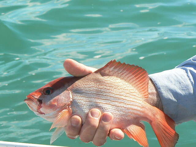 Image of Large-mouthed Nannygai