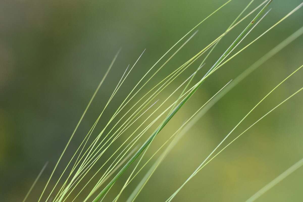 Imagem de Stipa capillata L.