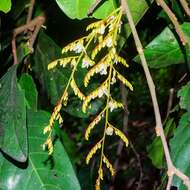 Image of Hopea ponga (Dennst.) D. J. Mabberley